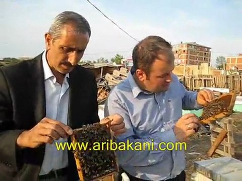 arıcılık ve arıcı misafir, arıcılık videoları.