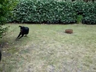 Neeko et Symi font les fous