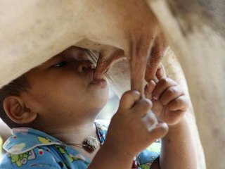 Le bébé tête directement au pis de vache !