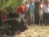 Dan muerte al toro de la Vega de Tordesillas