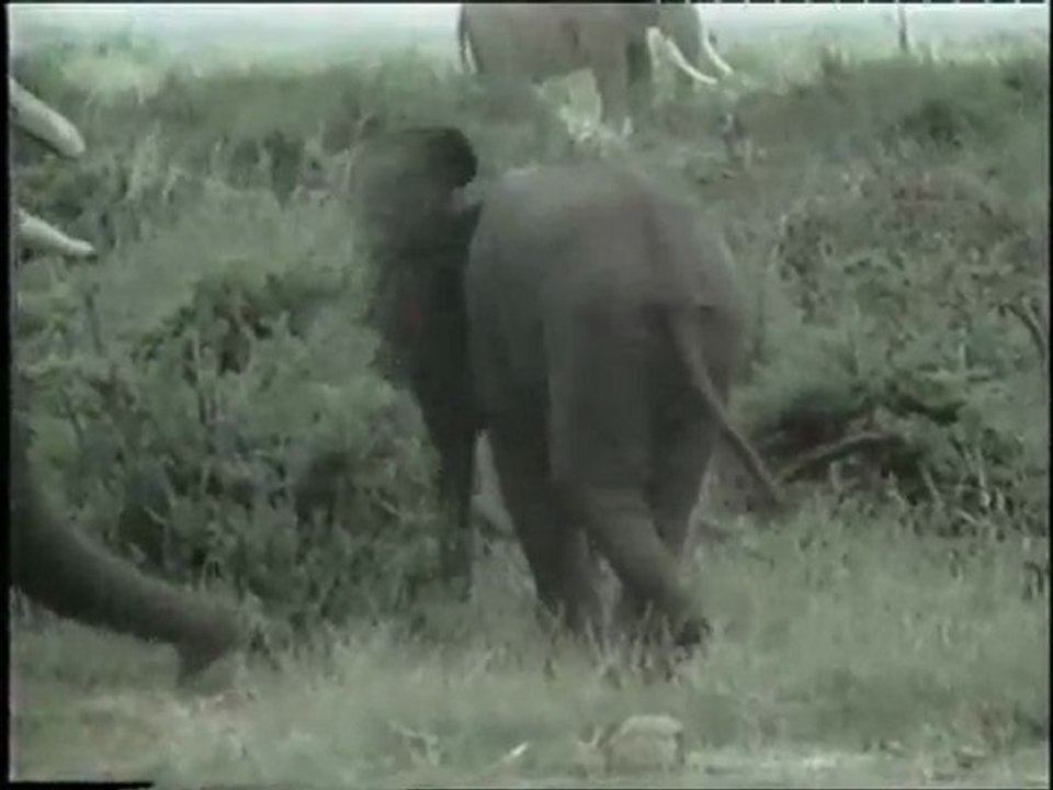 cocuklar_icin_1_yaratilis_gercegi_filin_ayagindaki_tasarim