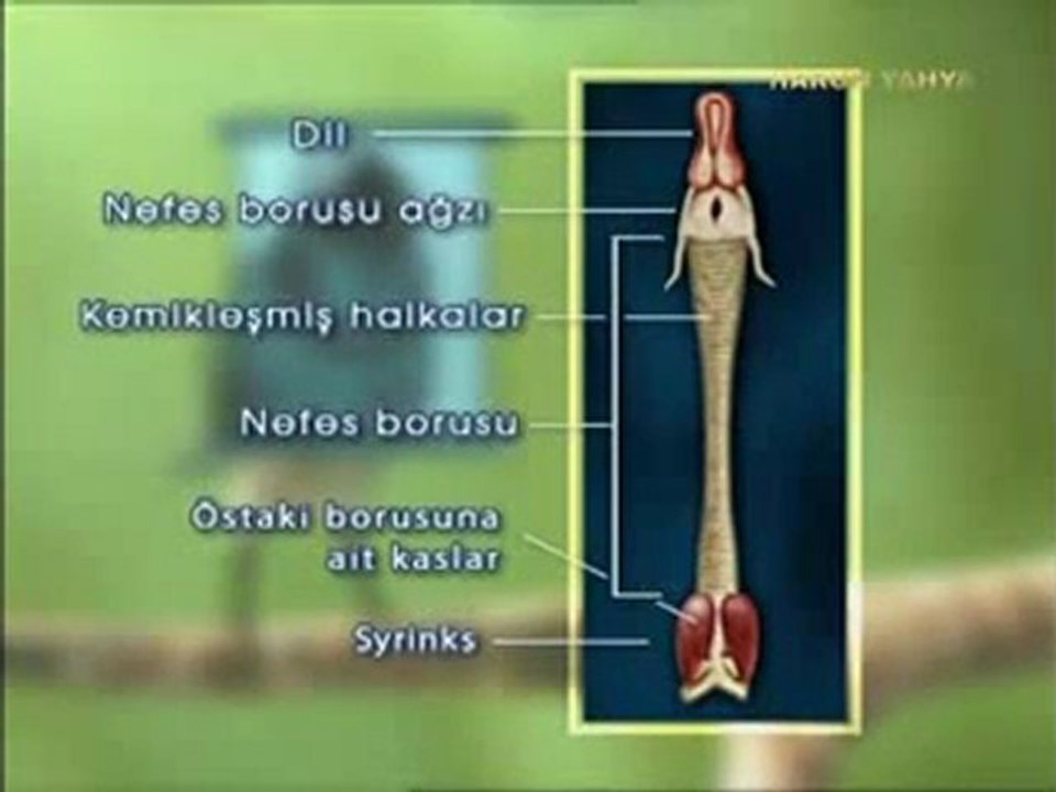 Kuşlarda ses oluşumunu sağlayan üstün tasarım