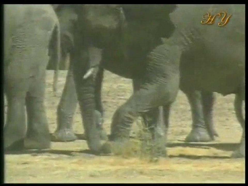 Animals Treat themselves HARUN YAHYA - ADNAN OKTAR