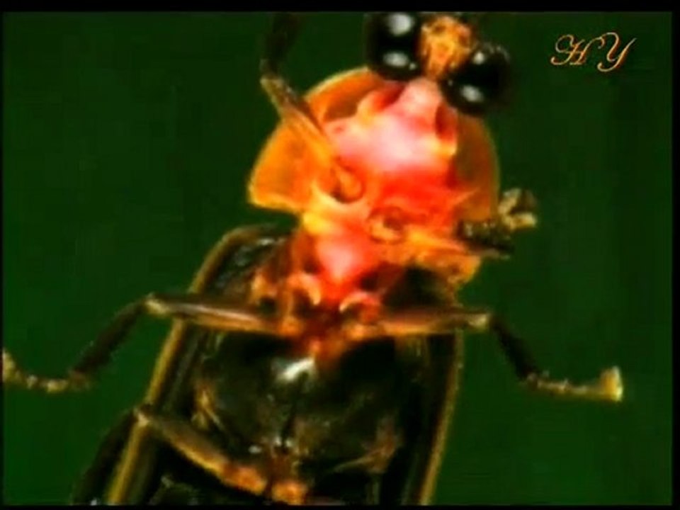 Harun Yahya TV - Animals cold light