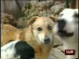TG 28.12.09 Dalfino, un appello per i cani abbandonati