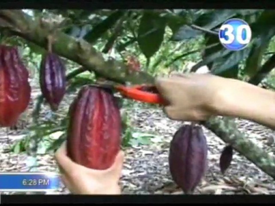 Noticia sobre el IV Simposio Nacional de Cacao en Noticiero Universal, Canal 30