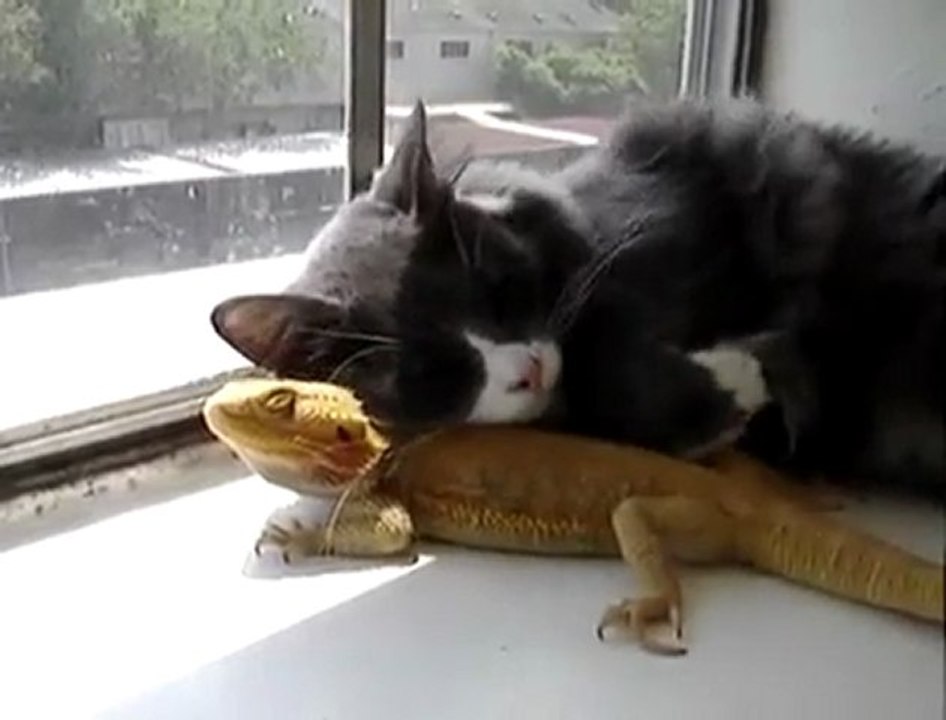 Kertenkele seven kedi