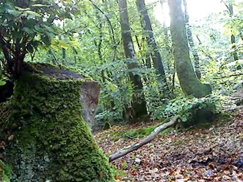 Mon petit poney en saut pour la premiére fois (a)