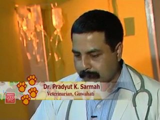 Parasitic infections in dogs