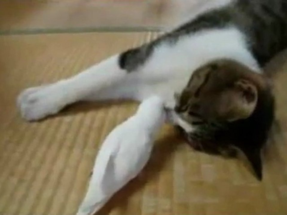 Titi et Gros Minet  2011