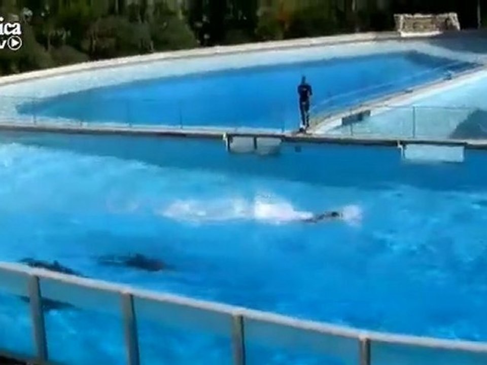 Speed race between man and dolphin