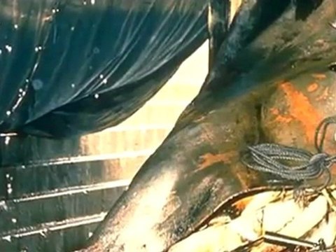 Remember the USS Liberty Today and Forever Israels Deliberate Holocaust of US Servicemen