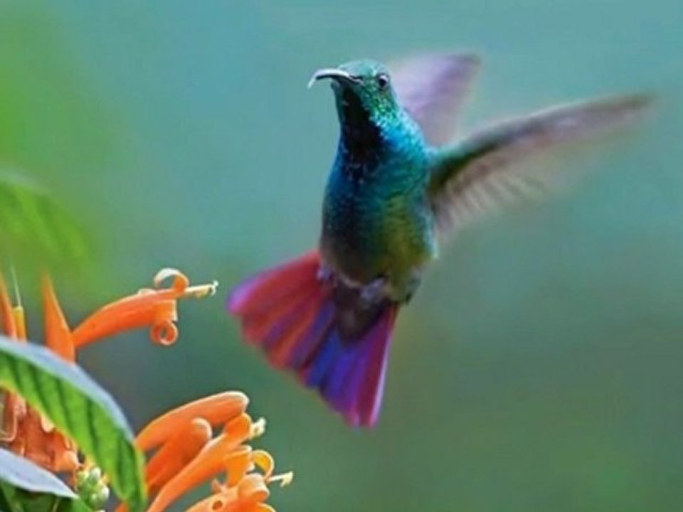 Puccini - Humming Chorus_2