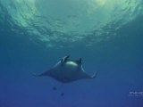 Ocean Oasis Giant Manta 720p
