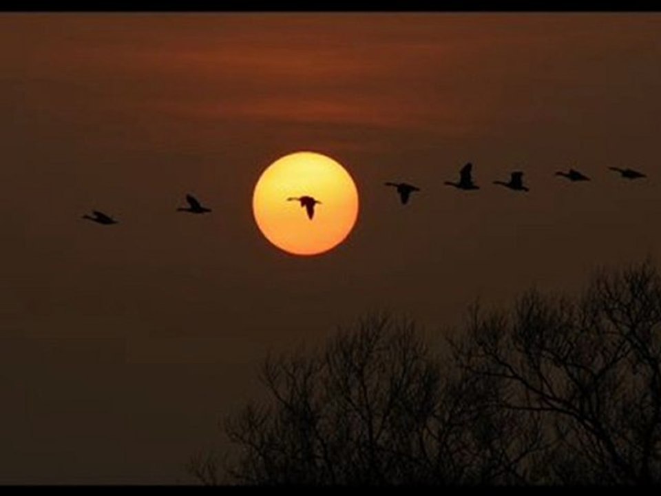 İSMAİL ÇAKIR-Aşağıdan gelende telli turnalar
