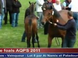 Championnat suprême des foals AQPS -