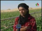 Algérie : 35% de la pomme de terre est cultivée dans le Sahara