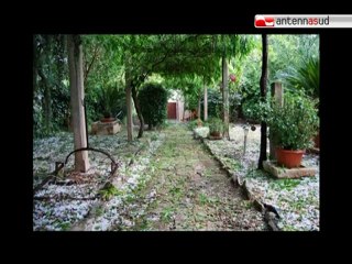 Télécharger la video: TG 09.06.11 Maltempo in Puglia, agricoltori in ginocchio per la grandine