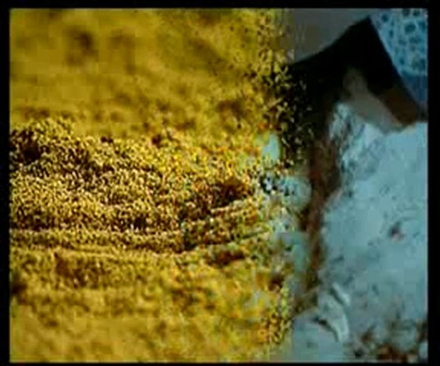 Deniz kaplumbağalarının uzun göçleri