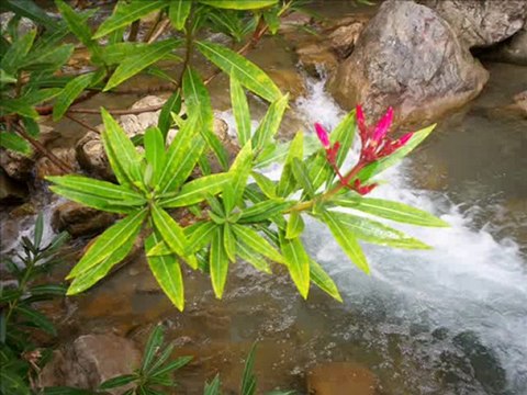 BİR DOSTU OLMALI İNSANIN (AHMET GÜRALP)