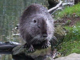 Cigognes, loutres, ... etc...