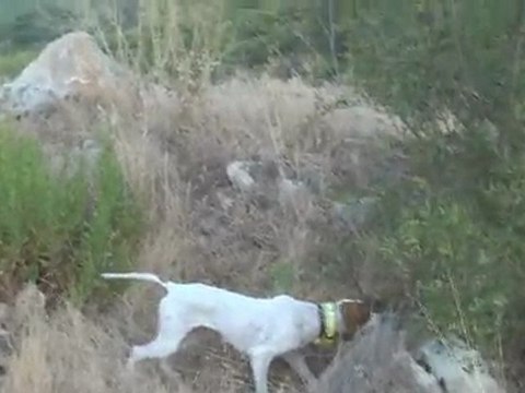 SICAK, NEMLİ HAVADA TAŞLI KAYALI VE UZUN OTLU MERADA LEYDİ İLE BILDIRÇIN AVIM.