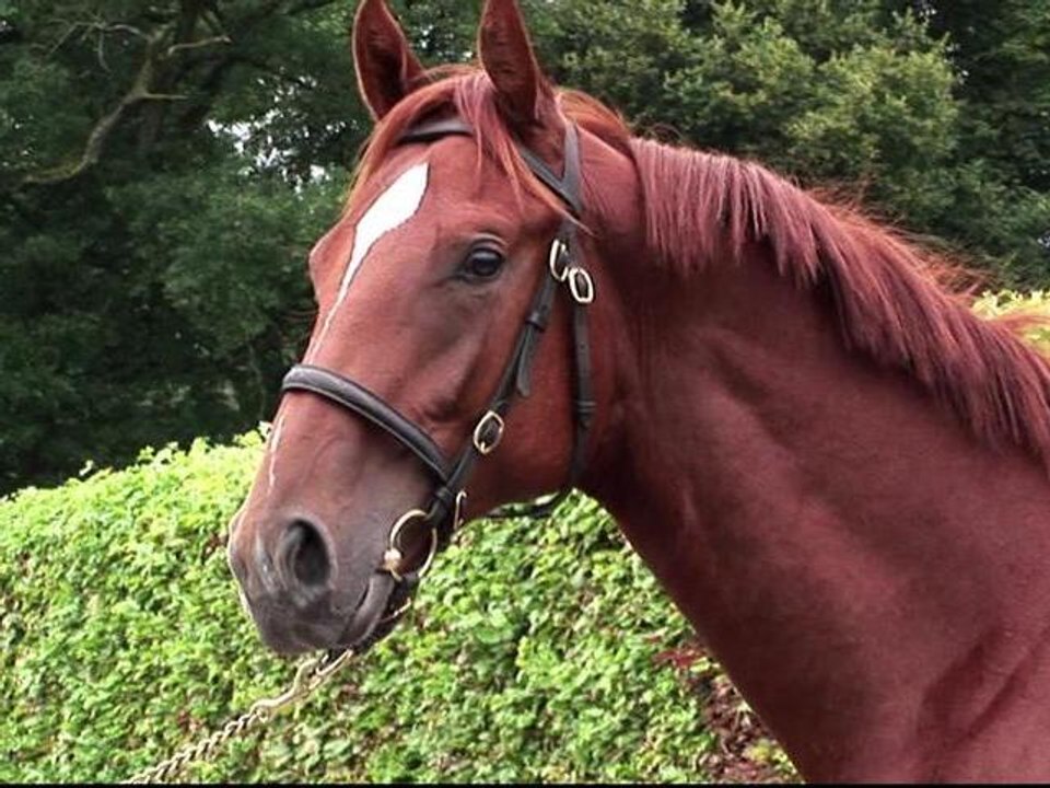 Pferdefotografie marc rühl