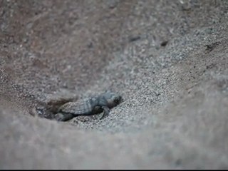 Sea turtle hatching