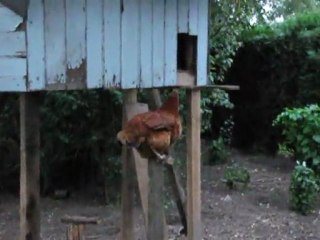 Chickens are not that stupid