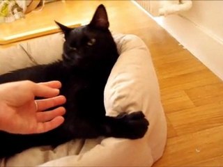 2011/09/11 - Fufu aime les papouilles ♥