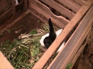 Congo-Kinshasa----Fepsi Women Initiatives