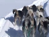 Groenland: Les derniers chasseurs de l'Arctique (Part.2) Voyage avec les chasseurs
