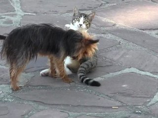 CHIEN ET CHAT S'AMUSENT....