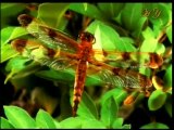 Harun Yahya TV - Dragon fly