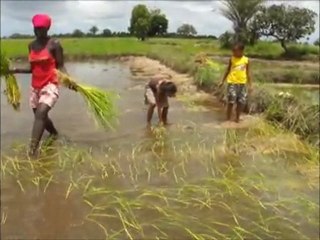 Rizieres de Kabrousse