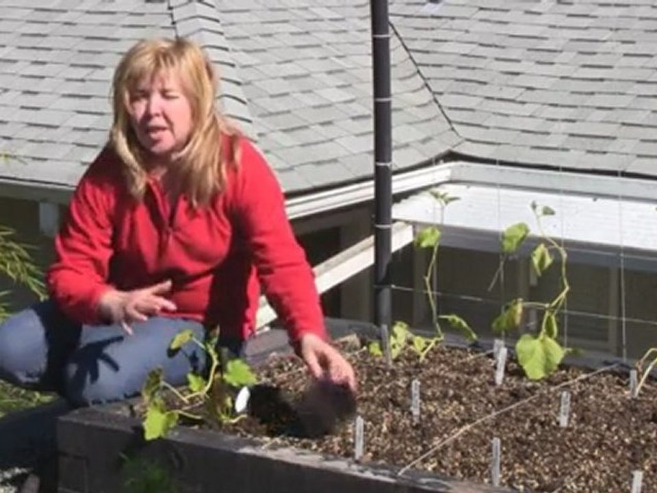 Sept 8/11 Senga's Vlog - How to Grow Zucchini.