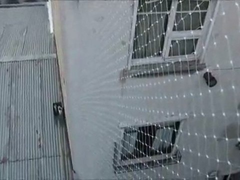 Ahuyentamiento de palomas en Buenos Aires