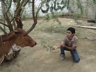 Purposing Cow