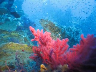 Donator - 11-09-11 sortie par la câle avant