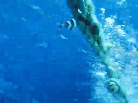 Epave du Grec 10-09-11 - Poisson pilote à la descente