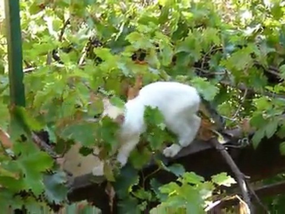 La balade d'Amazir dans les vignes