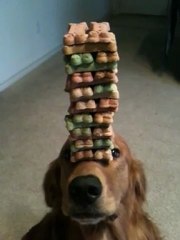 Dog Plays Jenga