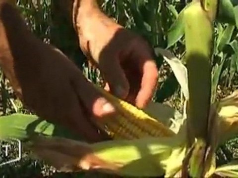 Moissons : les agriculteurs sont soulagés (Vendée)