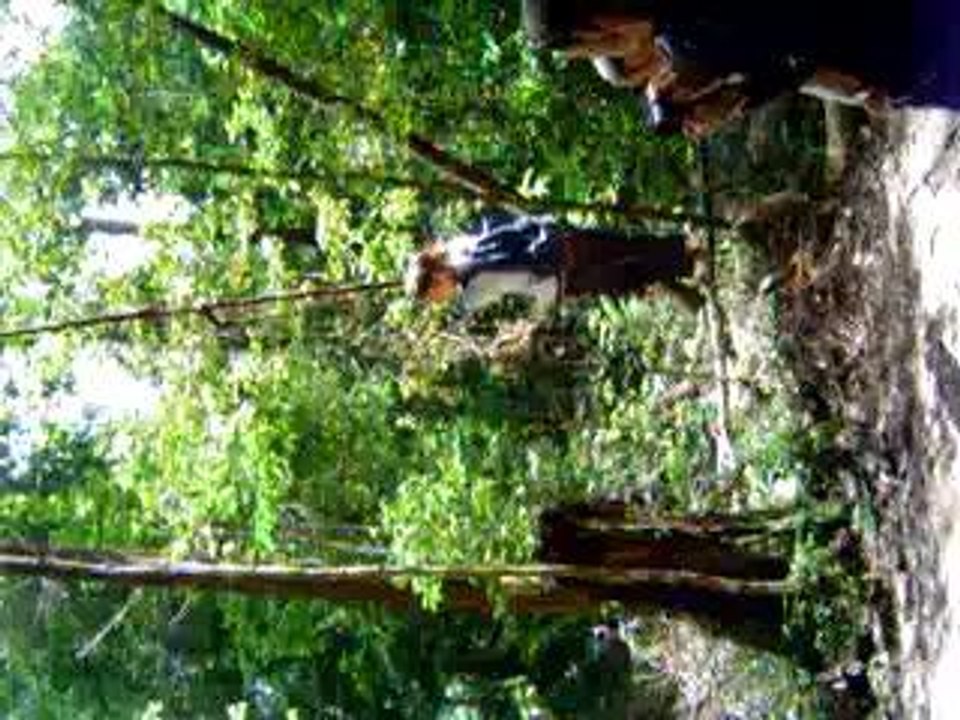 Tarzan