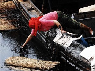 Kuzey Denizi'nde çevre felaketi