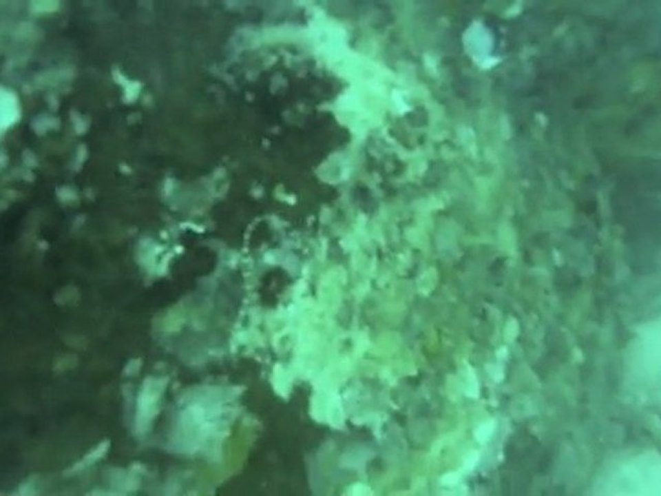 plongee koh tao