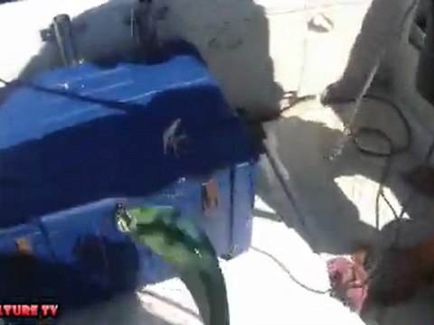 Llampugas al currican de aire .