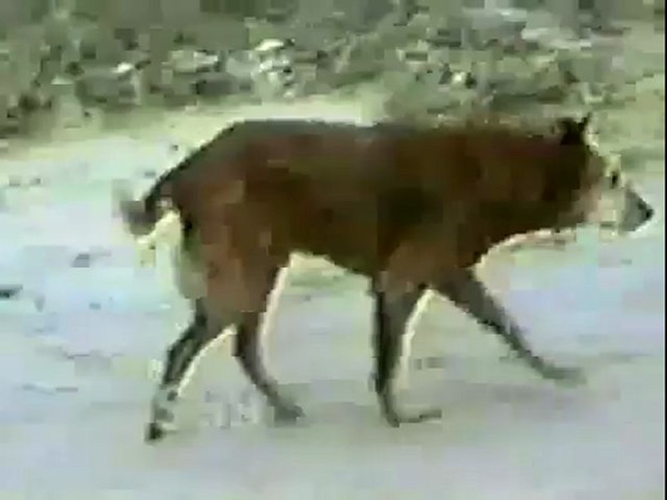 Dog Arthritis Treatment