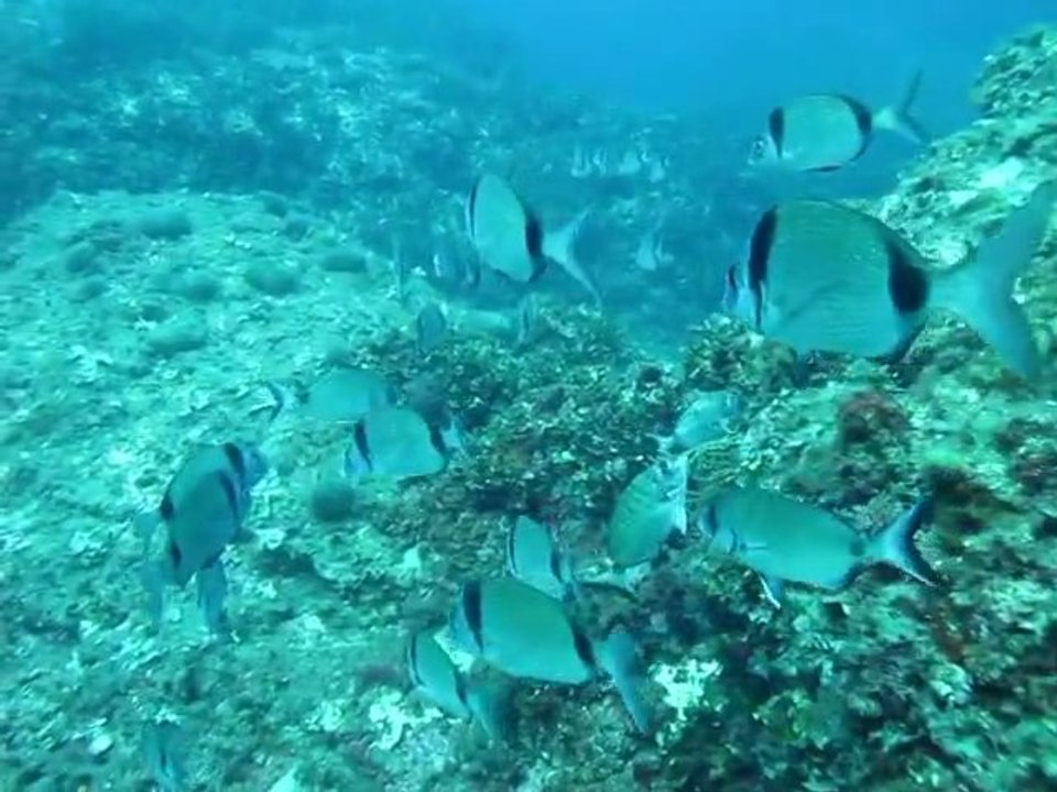 Plongée sous marine à  la ciotat