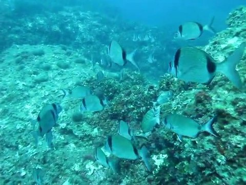 Plongée sous marine à la ciotat